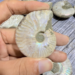 Fósil de Amonita Arcoíris con Superficie Iridiscente Sin Pulir, Espécimen Natural de Cefalópodo para Investigación Palaeontológica y Exhibición en Vitrinas - Product Image 3