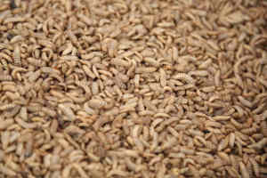 Bicho da seda <span class=keywords><strong>chrysalis</strong></span> amarelo mealworm proteína larva worm farinha processamento linha desnatado bsf larvas worm pó fazendo máquina unidade - Product Image 2