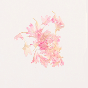 Naturale vero essiccato <span class=keywords><strong>fiordaliso</strong></span> pressato <span class=keywords><strong>fiori</strong></span> <span class=keywords><strong>fiori</strong></span> <span class=keywords><strong>fiori</strong></span> <span class=keywords><strong>fiori</strong></span> secchi Centaurea Cyanus per <span class=keywords><strong>fiori</strong></span> epossidici - Product Image 3