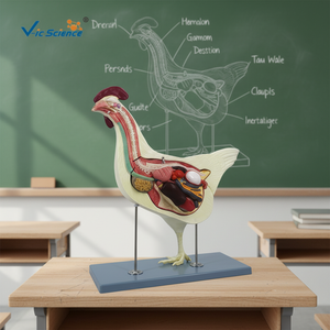 แบบจำลองทางกายวิภาคของสัตว์กายวิภาคศาสตร์ไก่แบบจำลอง<span class=keywords><strong>กายวิภาค</strong></span>ของสัตว์ - Product Image 5