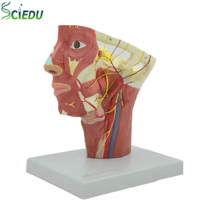 Модель увеличения вены головы, медицинский прибор, модель научного инструмента, модель обучения медицинской науке, модель анатомии - Product Image 1