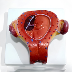 Modelo de <span class=keywords><strong>Desarrollo</strong></span> Fetal del Embarazo, Maniquí de Bebé de PVC para Ciencias Médicas y Anatómicas, para Escuelas y Hospitales - Product Image 2
