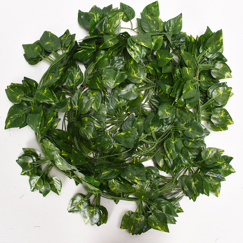 Radis vert