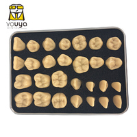 Modelo Anatómico Dental de Resina para Práctica de Estudiantes, Enseñanza de Tallado Dental, Comparación de Fissuras y Caries YOUYA DENTAL Easy