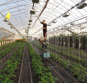 Hameçon galvanisé en acier inoxydable pour serre, crochets de tomate avec ficelle en Pp - Product Image 2