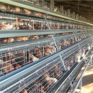 Cage à poules pondeuses de type A/<span class=keywords><strong>H</strong></span>/D à 3/4 niveaux, 96/120/128/160, cage à poules pondeuses pour 1000 oiseaux avec système d'abreuvement automatique - Product Image 1