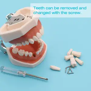 28 pcs दंत अभ्यास टाइपोन मॉडल के साथ मॉडल, जो संपूर्ण साल्वे को पढ़ाने के लिए उपयुक्त हैं