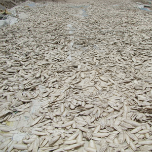 วัสดุเปลือกปลาหมึกแห้งคุณภาพดีจากเวียดนาม เหมาะสำหรับงานขัดเงา การขึ้นรูปด้วยศิลปะ และการผลิตในสตูดิโอหัตถกรรม - Product Image 1