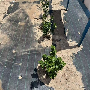 Telo Pacciamante Resistente Permeabile all'Acqua e Traspirante, Biodegradabile per Agricoltura, Frutteti e Giardini - Product Image 2