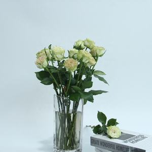 20 pièces de plantes naturelles à longue tige Shangguan <span class=keywords><strong>Waner</strong></span>, fleurs coupées fraîches de Kunming pour la décoration du jour de noël - Product Image 5