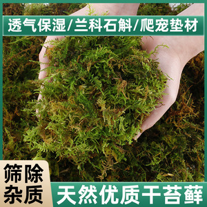 Sphagnum <b>Moss</b> Dry Green <b>Moss</b> For Plant Cultivation Seedling Raising Reptile Turtle Hibernation Substrate Medium Absorbency - Product Image 5