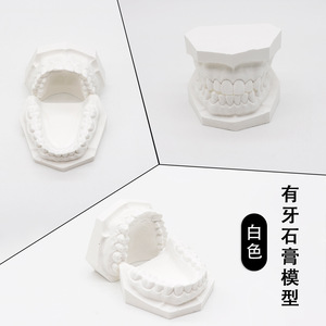 Modèles de plâtre dentaire électriques pour l'enseignement, mâchoire supérieure et inférieure sans dents, modèles de cavité buccale - Product Image 3