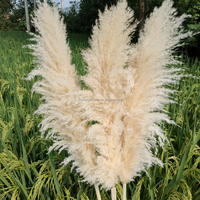 Boh Home Wedding Decor Immortal Fleur Séchée Colorée Grande Herbe de Pampass
