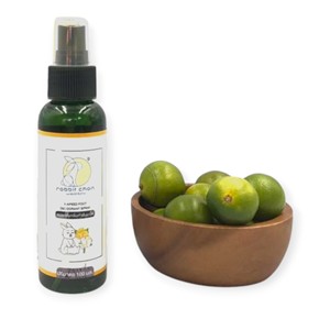 Mapeed-Spray refrescante para calzado hecho en Tailandia, producto desodorante para pies y zapatos, el producto más vendido, Rabbit Chan, 100 ML - Product Image 5