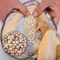 Perles d'eau douce naturelles et coquilles d'huîtres géantes - Couleurs assorties, emballées sous vide, vente en gros pour cadeaux