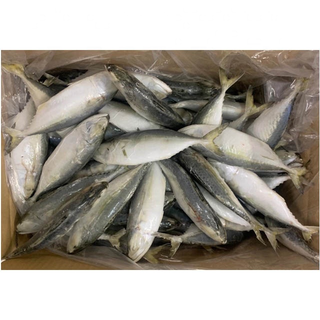 Makrele eis fisch 4-6 teile/kg gefrorene indische makrele