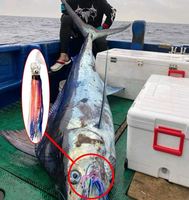 CHEERY Leurre de pêche bionique en résine, 6,5 pouces, 43g, pour la pêche au trolling de gros poissons (thon, marlin, wahoo) en eau salée, type jupe de calmar/poulpe