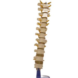 Modelo de enseñanza de Pelvis para <span class=keywords><strong>hombre</strong></span>, suministro directo de fábrica - Product Image 3