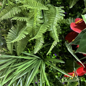 1m x 1m Anthurium Andraeanum Linden felci UV protette PE artificiale verde edera pannello della pianta parete - Product Image 5