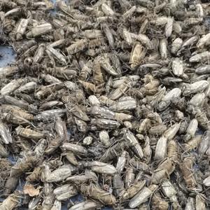 Insectes naturels séchés Tian Niu, scarabées longicornes bruts, scarabée à cornes pour les herbes - Product Image 1