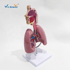 Modelo del Sistema Respiratorio para el Estudio del Asma: Comparación Visual de Bronquios Sanos y Vías Respiratorias Contraídas por Asma para la Enseñanza de Pulmonología - Product Image 2