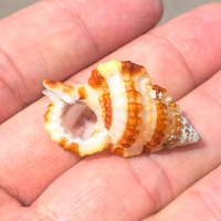 Naturel Rare Poli Conque Coquilles Zèbre Ailes Poisson pour Aménagement Paysager Décoration Méditerranéenne Décor À La Maison Spécimen Coquilles