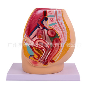 Modèle pédagogique de bassin féminin, spécimen du système urogenital féminin, section sagittale médiane du modèle d'anatomie humaine - Product Image 1