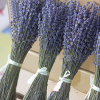 Tanaman Alami Kering Asli Reed Bunga Kering Provence Lavender Tandan untuk Pengaturan