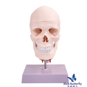 Modèle de crâne ; Modèle de crâne avec vertèbres cervicales et cerveau ; Arterie carotide ; Modèle d'artères crâniennes et cérébrales humaines. - Product Image 3
