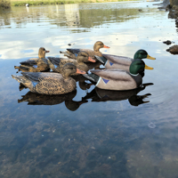 Juego de Señuelos de Pato Mallard de Plástico Ligero al por Mayor, Cebo Flotante para Caza, Adorno de Jardín, Señuelo de Aves Acuáticas Impermeable