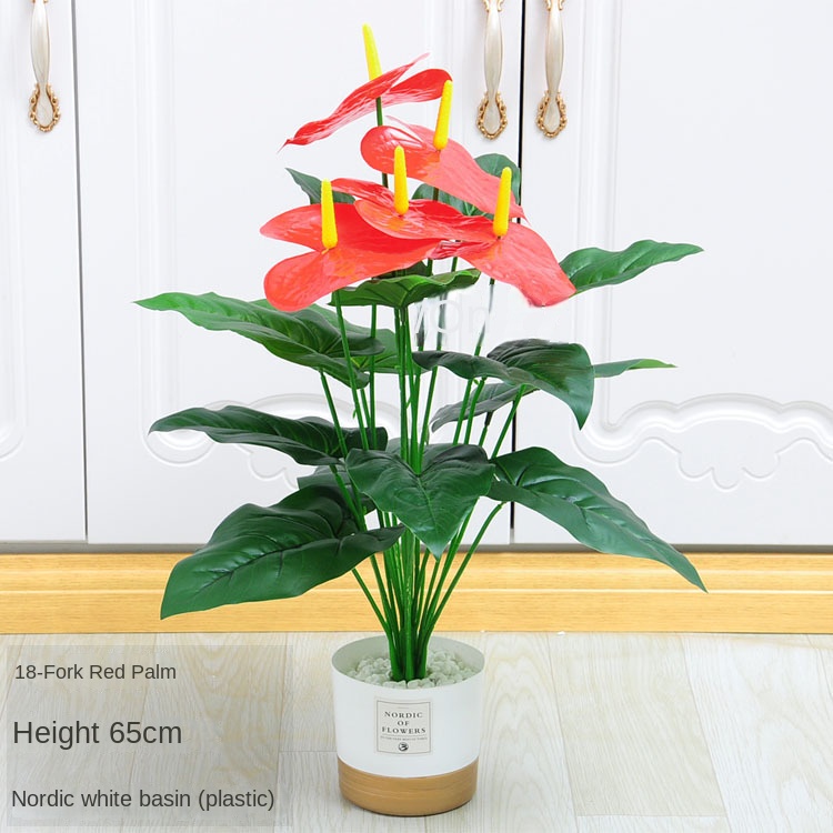 12-18 fourchettes grand anthurium