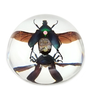 Thiết bị trường học khoa học công cụ học tập taxidermy Punk côn trùng Mô hình giảng dạy cho bé - Product Image 1