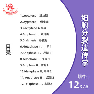 ตัวอย่างเมอิโอซิสของเกสรดอกหัวหอม: เซลล์จะแบ่งตัวสองครั้งเพื่อสร้างเซลล์ลูกสาว 4 ตัว - Product Image 2