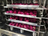 Lyophilisateur industriel pour herbes et thés, machine de lyophilisation pour Centella Asiatica, Kombucha, pétales de rose, fleurs d'hibiscus
