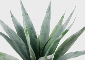 Decorativa árbol <span class=keywords><strong>falso</strong></span> <span class=keywords><strong>Agave</strong></span> venta al por mayor de la fábrica al aire libre árbol 70cm - Product Image 3