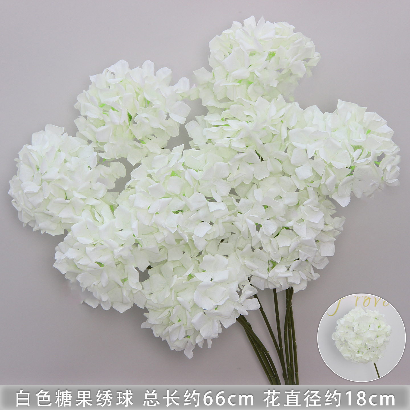 Hortensia bonbon blanc
