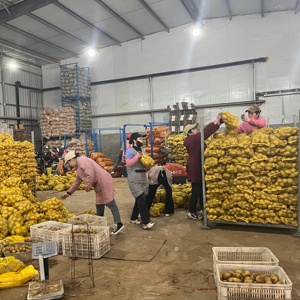 Pommes <span class=keywords><strong>de</strong></span> <span class=keywords><strong>terre</strong></span> fraîches, biologiques, épluchées, provenant du Shandong, pour la culture agricole et la transformation alimentaire - Product Image 6