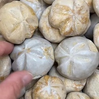Vente en gros de fossiles d'ormeaux marins naturels bruts, spécimens authentiques d'échinoides, collection de fossiles marins anciens