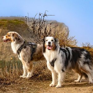 Durable Solid Nylon Personalized <b>Dog</b> Harness with LED <b>Light</b> & GPS Tracker Holder for Night Safety - Product Image 3