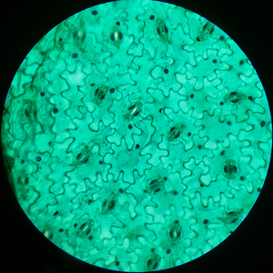 Portaobjetos de Vidrio Preparados para Microscopio de Laboratorio, Portaobjetos de Botánica para Microscopio, <span class=keywords><strong>Mitosis</strong></span> Vegetal para Microscopios, Portaobjetos de Tejido Vegetal, Hongos - Product Image 4