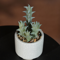 Plantes succulentes artificielles en plastique écologiques mini 18 cm pour la décoration de bureau et intérieure/extérieure
