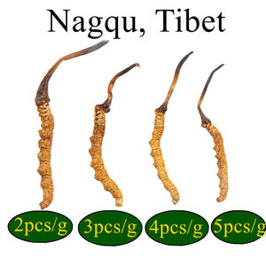 Penjualan laris jamur ulat Cina Cordyceps Sinensis kering harga 1KG Cordyceps - Product Image 4