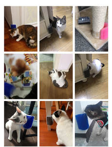 Peine de masaje para gatos de plástico ecológico con cepillo de hierba gatera y juguetes rascadores de esquina - Product Image 2