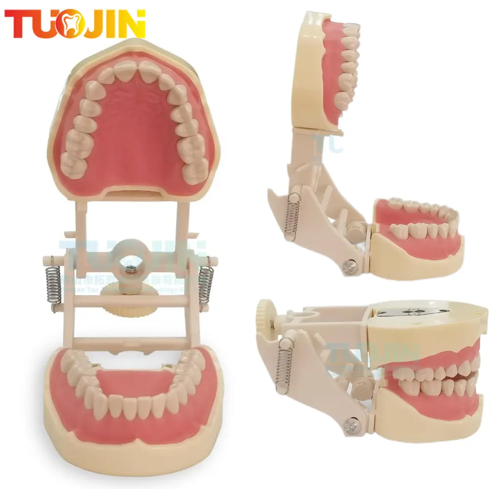Modèle de dents dentaires 28 pièces remplacement de dents à visser Simulation opératoire réparatrice similaire