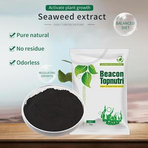 Beacon 1806241-263-5 tảo bẹ hữu cơ rong biển exract Flake Phân bón phân bón hữu cơ - Product Image 3