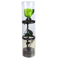 TC vente en gros simple 5-6cm Rose longue poignée tige fleur préservée Rose dans une boîte-cadeau en acrylique pour décoration de mariage cadeau pour elle