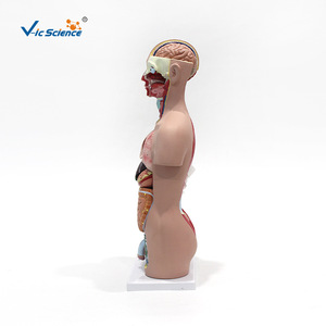 Modelo de torso hermafrodita pequeño, modelo de anatomía humana para enseñanza, herramienta educativa para comprender la estructura detallada de - Product Image 5