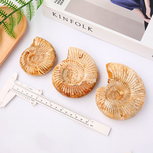 Gros fossile brut naturel grand enseignement ornements spécimens <span class=keywords><strong>Pavlov</strong></span> ammonite conque minerai de conque blanc fossile marin - Product Image 3