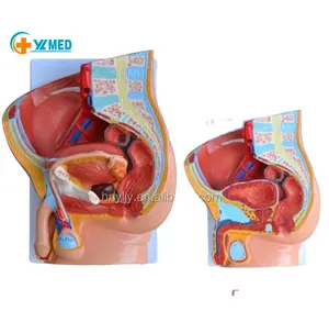 Medical science teaching resources biology human anatomical Human Male Pelvis Section (2 Parts) models
