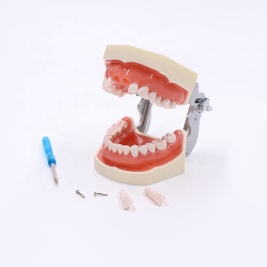 Actory Price-modelo de práctica dental, modelo de dientes desmontables - Product Image 6